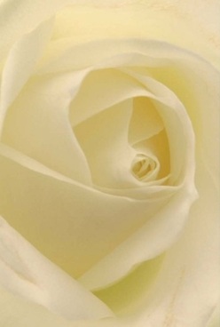 Captured in a moment of serene light, this close-up portrait of a classic rose brings to mind the tranquil spaces of Enfield Wash-think slow walks near Albany Park or peaceful mornings along Hertford Road. The petals, elegantly spiraled and bathed in muted cream with hints of lemon, create an alluring harmony of colour and form. Each layer is soft and velvety, releasing an imagined breeze of gentle, clean fragrance as you let your thoughts trace their curves. There is no rush here; light spreads smoothly, caressing every fold, evoking the atmosphere before a cherished family celebration, or the calm reflection before sending condolences. This rose's pure, timeless elegance speaks volumes-the perfectly sculpted core, the graceful gradation of tones, the subtle shadows all combine to offer solace, gratitude, or unspoken love. For those in Enfield Wash seeking a floral gesture imbued with care, this bloom manifests the artistry and heartfelt intention of local florists, its soothing presence lingering in memory like the sweet hush of dawn across leafy nearby parks.